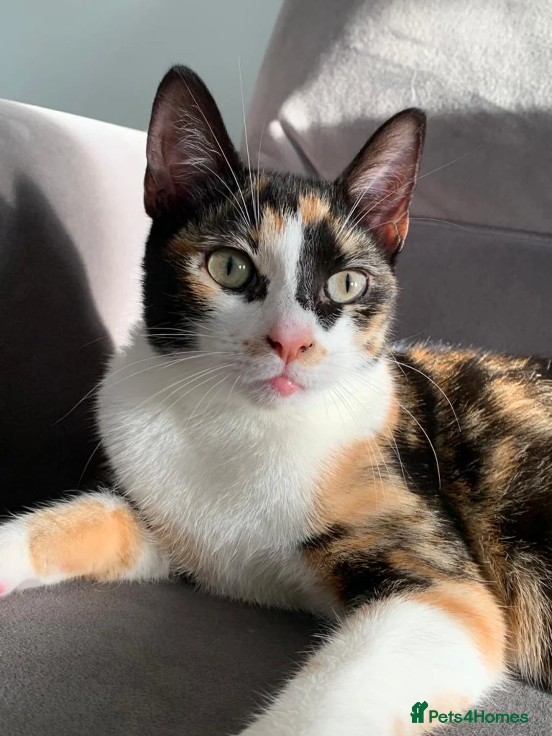 Mixed Breed cats for sale: Calico Cat Female 2 years old in Blackburn - Advert 1