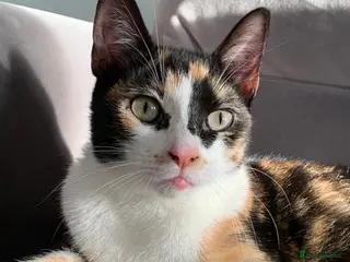 Mixed Breed cats Calico Cat Female 2 years old in Blackburn - Advert 1