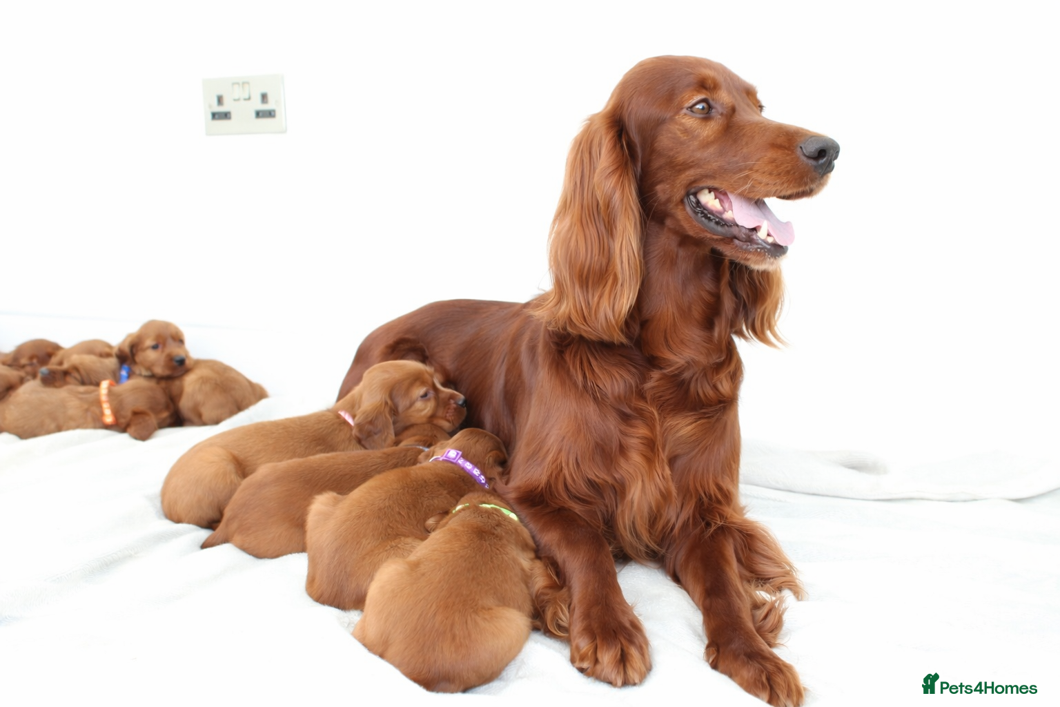Irish Setter dogs Beautiful Irish setter puppies  - Advert 1