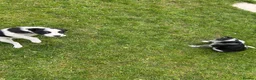 Mixed Breed dogs for sale: Australian cattle dog X Collie Greyhound  - Advert 16