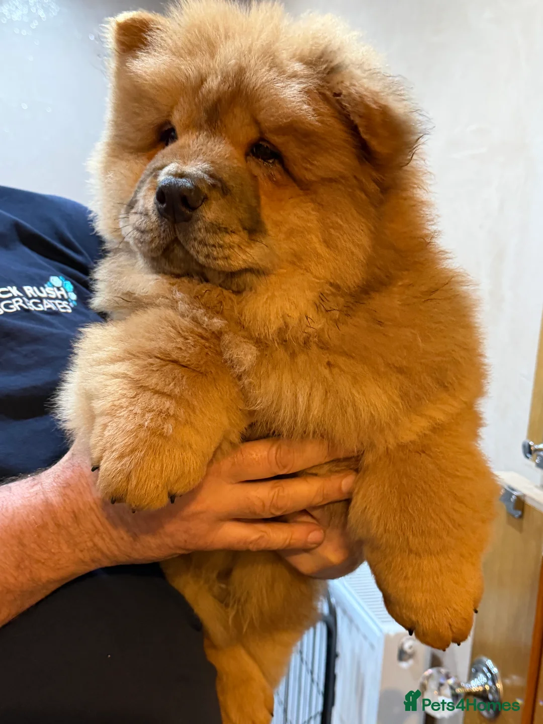 Chow Chow dogs for sale: Beautiful chow chow puppies  - Advert 11