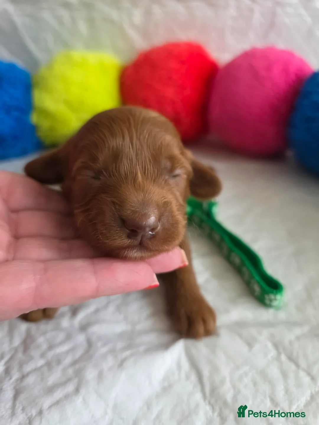 Australian Labradoodle dogs for sale:  👑 Multigen Toy Bred Australian Double Doodles 👑 - Advert 10