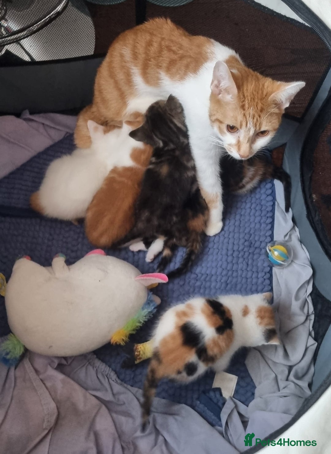 Mixed Breed cats for sale: Beautiful Kittens for Sale – 3 Females & 3 Males - Advert 2