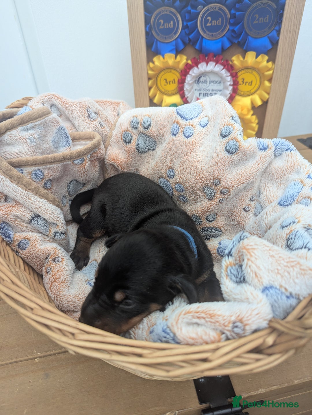 Dobermann dogs for sale: Stunning Dobermann puppies in Nottingham - Image 35