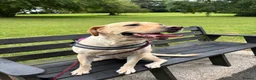 Labrador Retriever dogs for sale: Labrador bitch in Ballymena - Advert 3