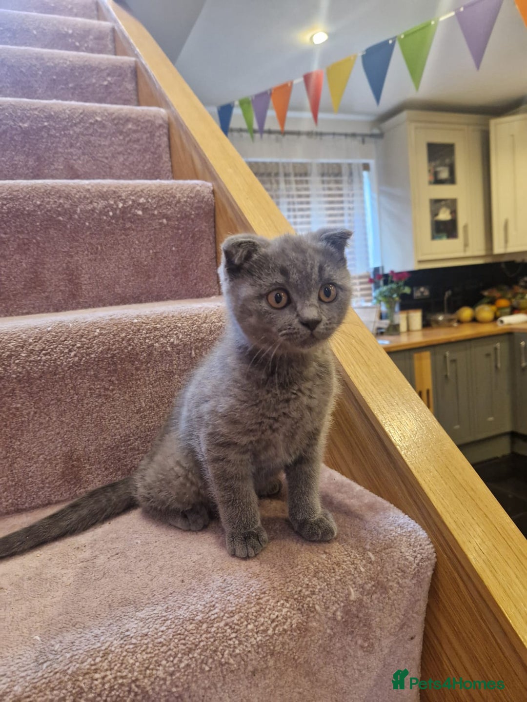 Scottish Fold cats for sale: 1 BSH Boy AVAILABLE. in Sheffield - Image 35