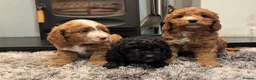 Cockapoo dogs for sale: Cockerpoo pups in Southampton - Advert 11