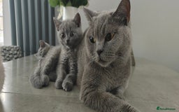 British Shorthair cats for sale: British shorthair blue / lilac kittens  - Image 1