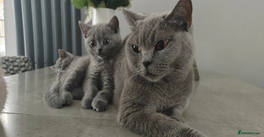 British Shorthair cats - Advert 15