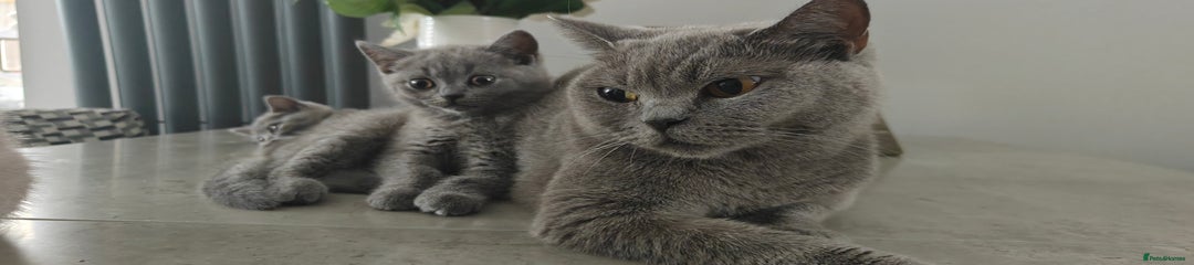 British Shorthair Kitten pink collar girl 