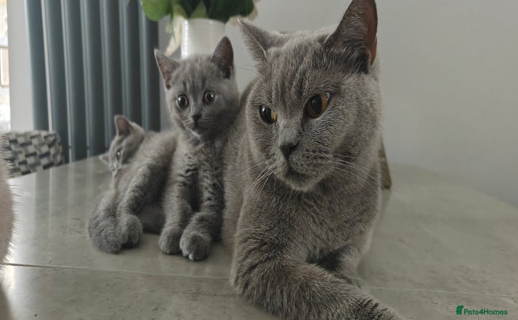 British Shorthair cats - Advert 4
