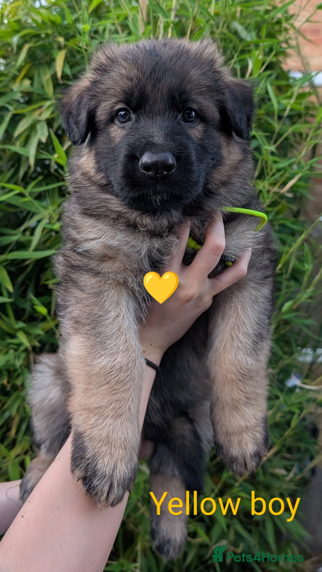 German Shepherd dogs for sale: Beautiful KC German Shepherd Puppies health tested - Image 35