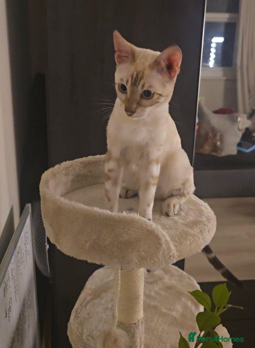 Bengal cats for sale: 6th Gen Pedigree clouded glitter snow Bengal girl - Advert 6