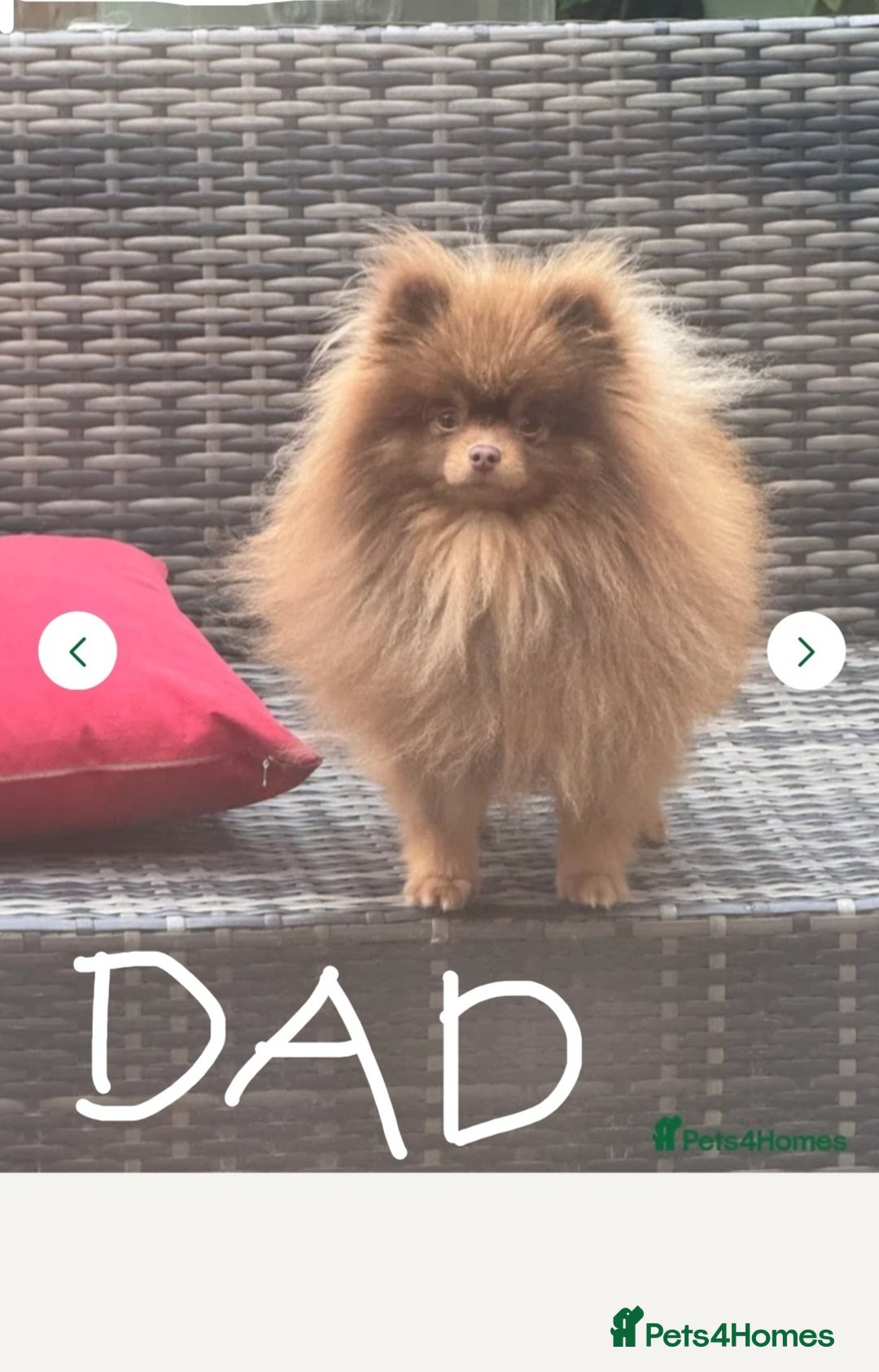 Pomeranian dogs for sale: Barnsley  - Advert 2