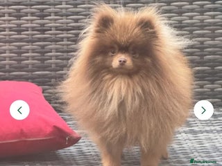 Pomeranian dogs Barnsley - Advert 4