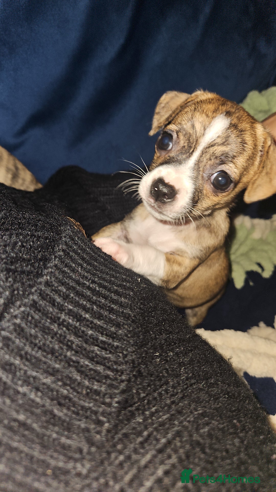 Mixed Breed dogs for sale: Beautiful Chihuahua Cross Puppies - Advert 13