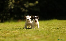 Parson Russell dogs for sale: Pedigree Parson Russell Terriers Puppies. - Image 5