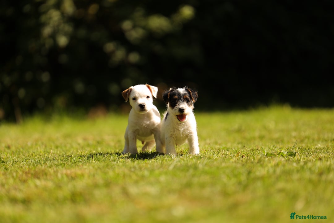 Parson Russell dogs for sale: Pedigree Parson Russell Terriers Puppies. - Image 5