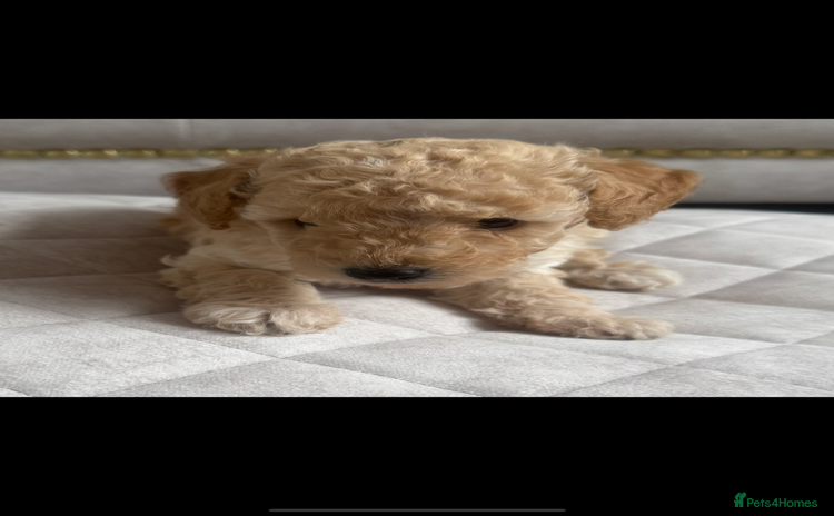 Toy Poodle dogs - Advert 1