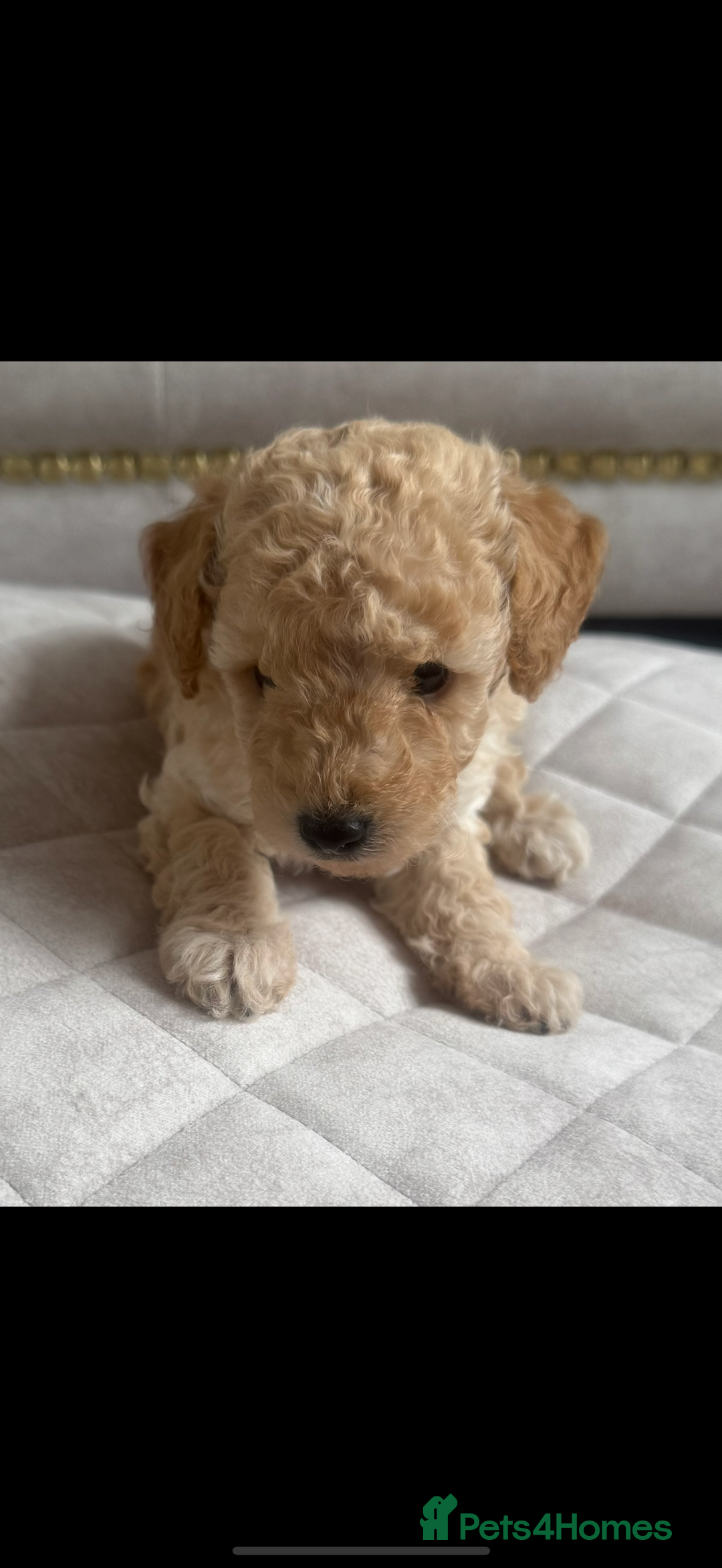 Toy Poodle dogs for sale: Beautiful toy poodle puppies - Image 1