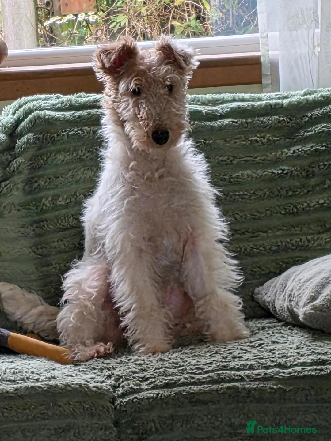 Fox Terrier dogs for sale: Wire hair fox terrier puppies  - Advert 2