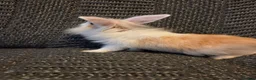 Lionhead rabbits for sale: Very tame Lion head bunnies 9 wk 1🩷1🩵 - Advert 13