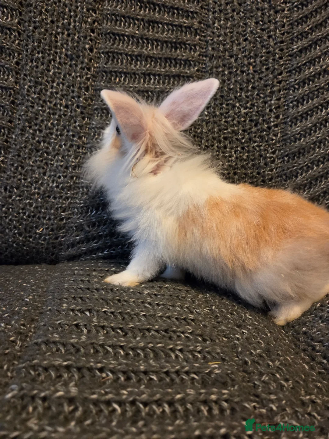 Lionhead rabbits for sale: Very tame Lion head bunnies 9 wk 1🩷1🩵 - Advert 13
