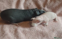 Guinea Pig rodents for sale: Skinny pig female available. - Image 6