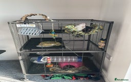Rat rodents for sale: 2 female rats willow and flash  - Image 5