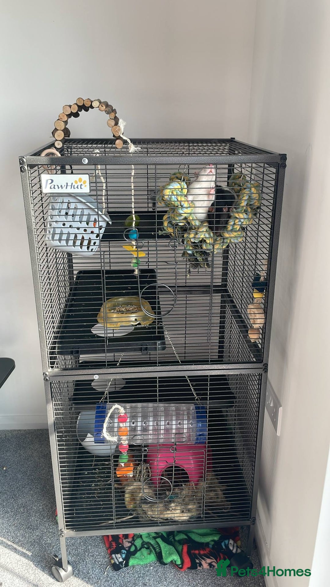 Rat rodents for sale: 2 female rats willow and flash  - Image 5