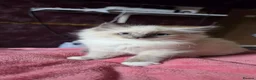 Ragdoll cats for sale: Ragdoll kittens ready to leave  - Advert 9