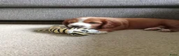 Mixed Breed dogs for sale: Beautiful Cavapoo x sprocker spaniel puppies - Advert 4