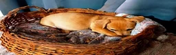 Jack Russell dogs for sale: Adorable Jack Russel Puppies  - Advert 11