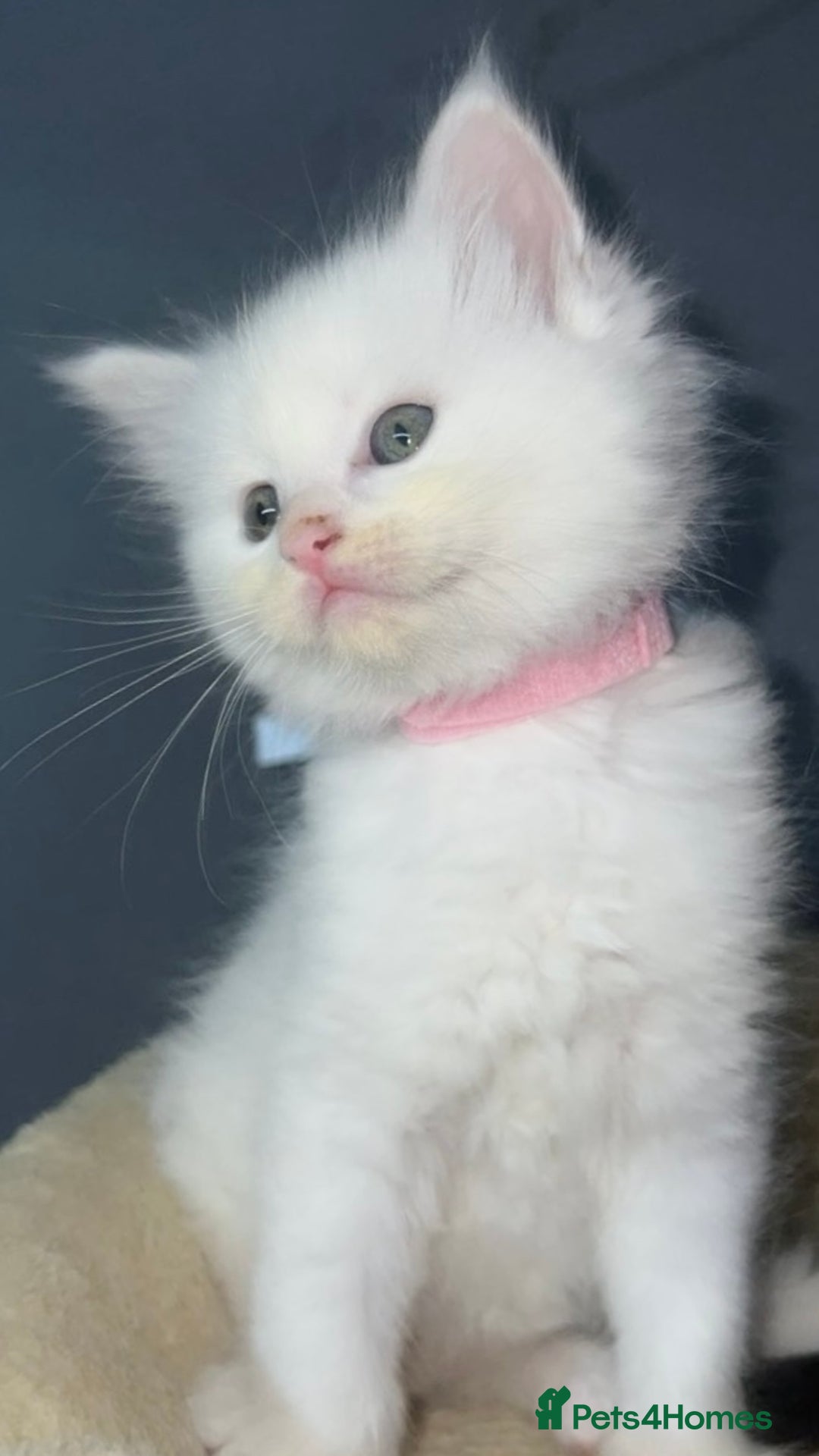 Mixed Breed cats for sale: Maine Coon X Ragdoll Kittens - Advert 2