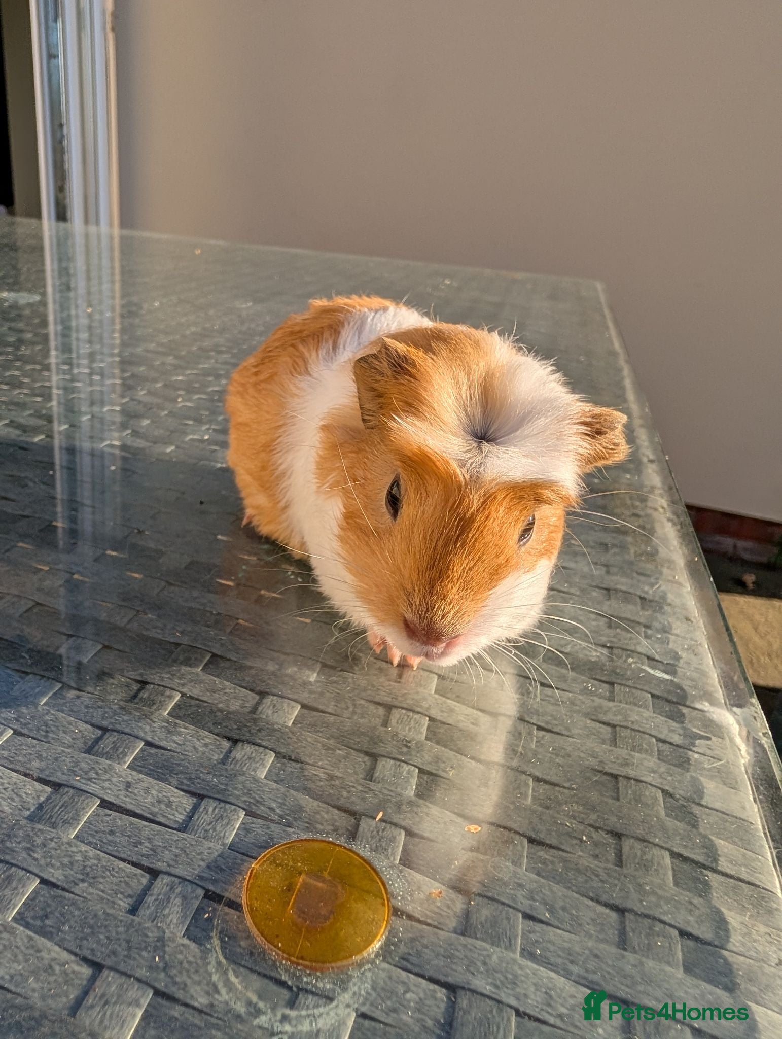 Guinea Pig rodents 9 week old male guinea pig - Advert 2