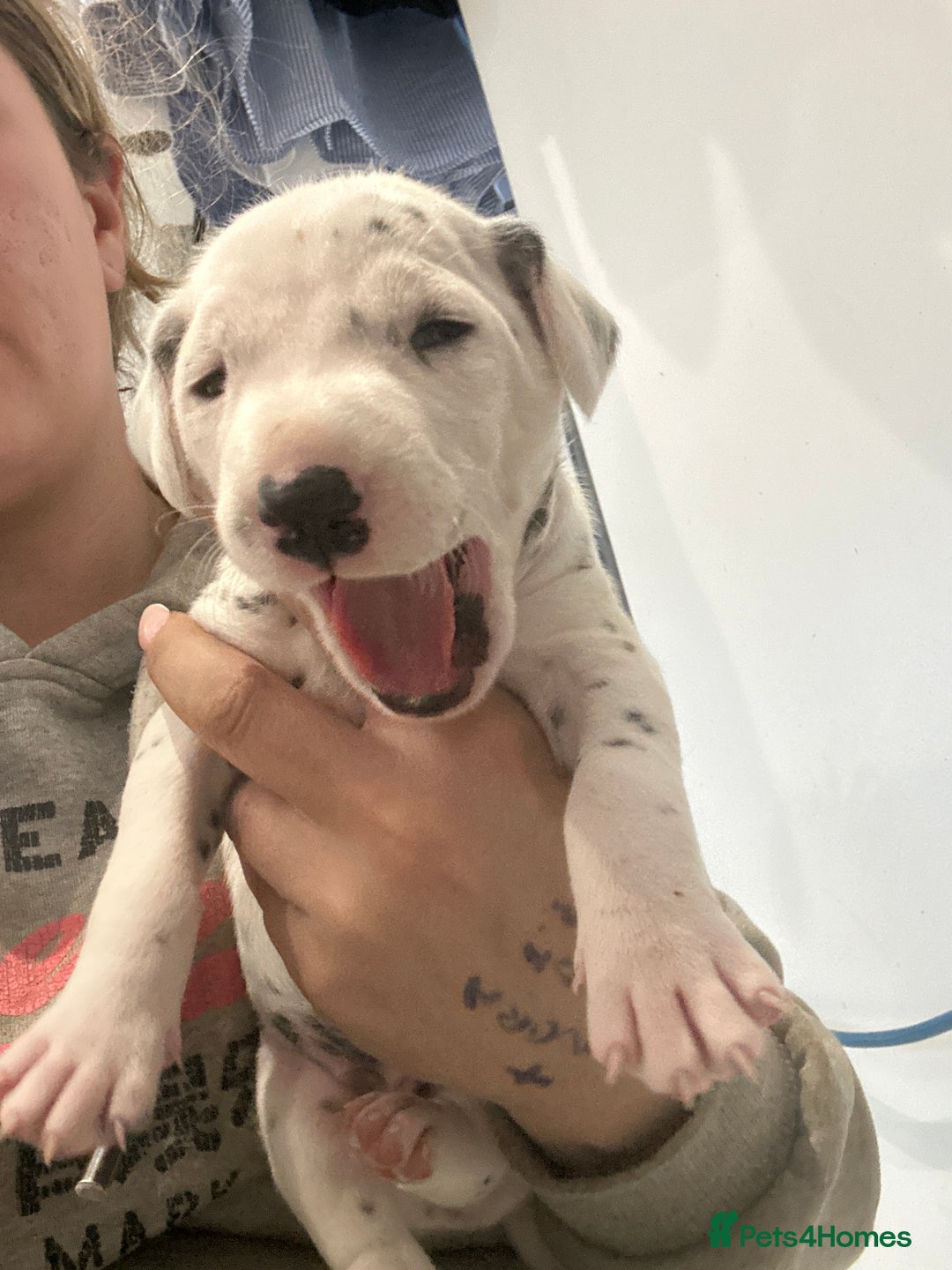 Dalmatian dogs for sale: 🐾2 left🐾 top pedigree pups - Advert 12