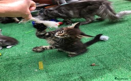 Maine Coon cats for sale: Maincoon kittens ready now  - Image 15