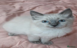Ragdoll cats for sale: Purebred Ragdoll  - Image 4