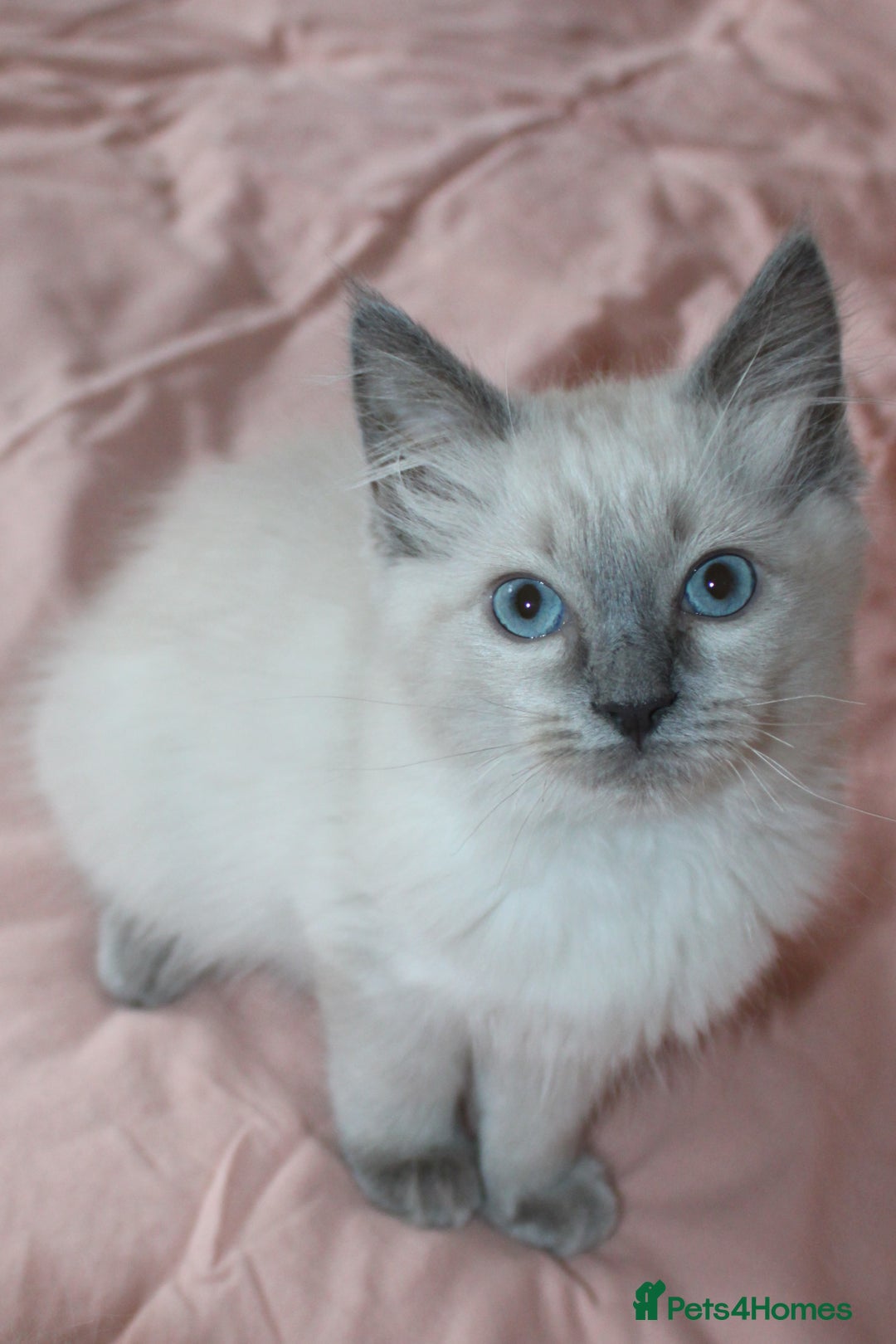 Ragdoll cats for sale: Purebred Ragdoll  - Image 4