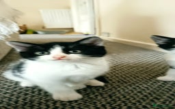 Mixed Breed cats for sale: Three black and white mixed breed kittens  - Image 6