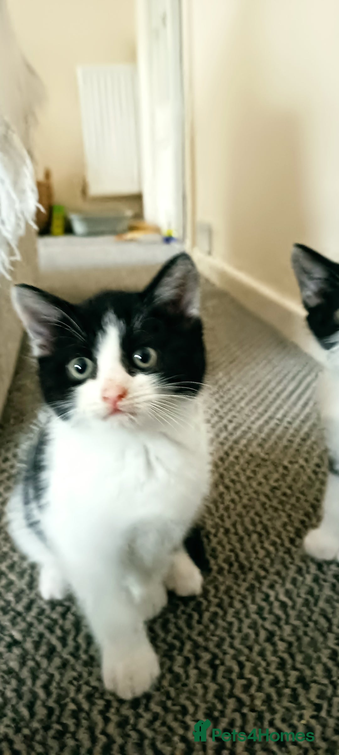 Mixed Breed cats for sale: Three black and white mixed breed kittens  - Image 6