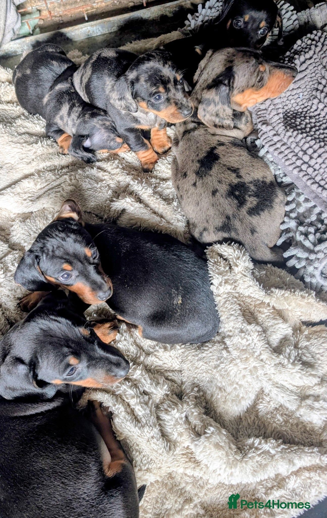 Dachshund dogs Dappled/Merl Dachshund puppies  - Advert 1
