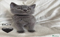 British Shorthair cats for sale: Beautiful British short hair kittens - Image 5