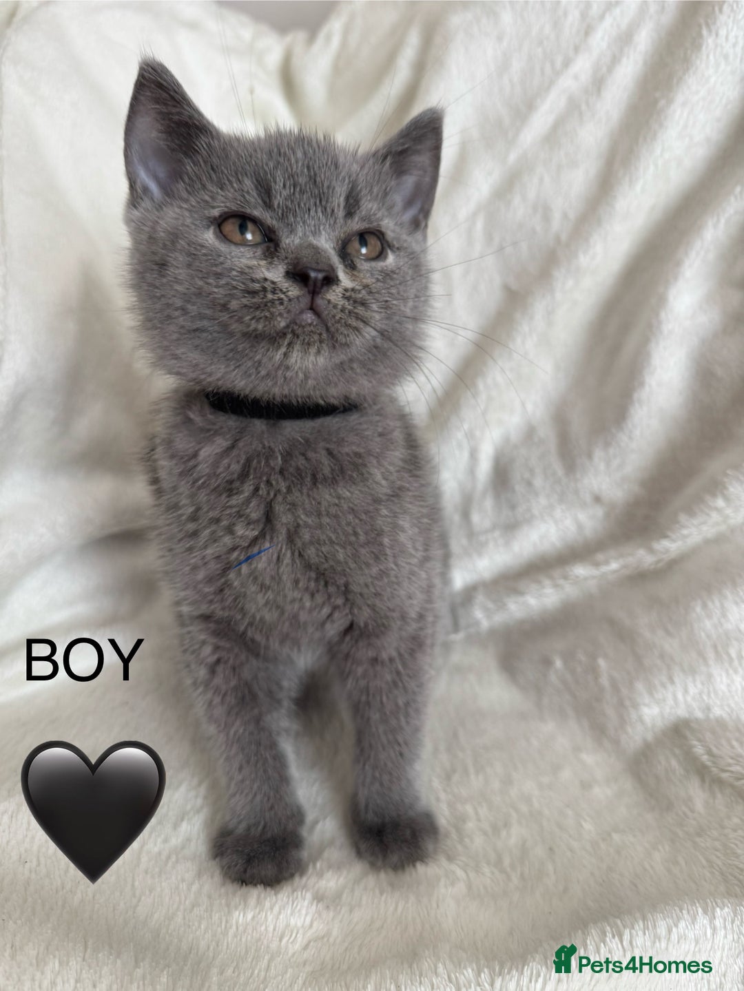 British Shorthair cats for sale: Beautiful British short hair kittens - Image 5