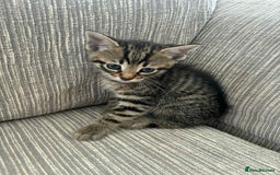 Mixed Breed cats for sale: 6 beautiful kittens - Image 9