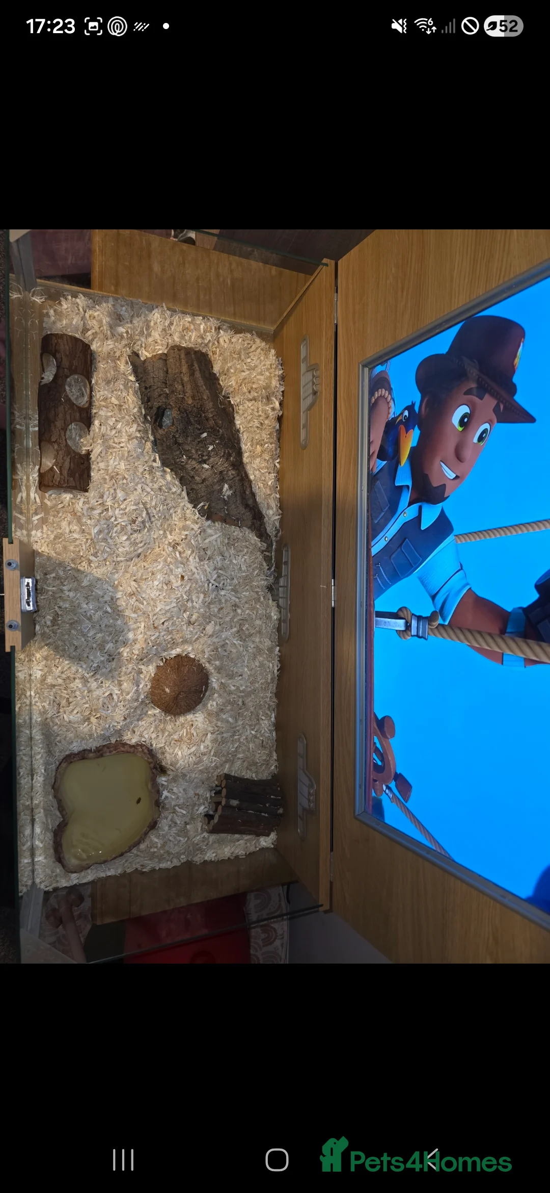 Snake reptiles for sale: Albino Western Hognose - Setup Perfect Starter Kit - Advert 4