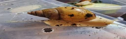 Snails invertebrates for sale: Giant Albino African Land Snail Babies  - Advert 7