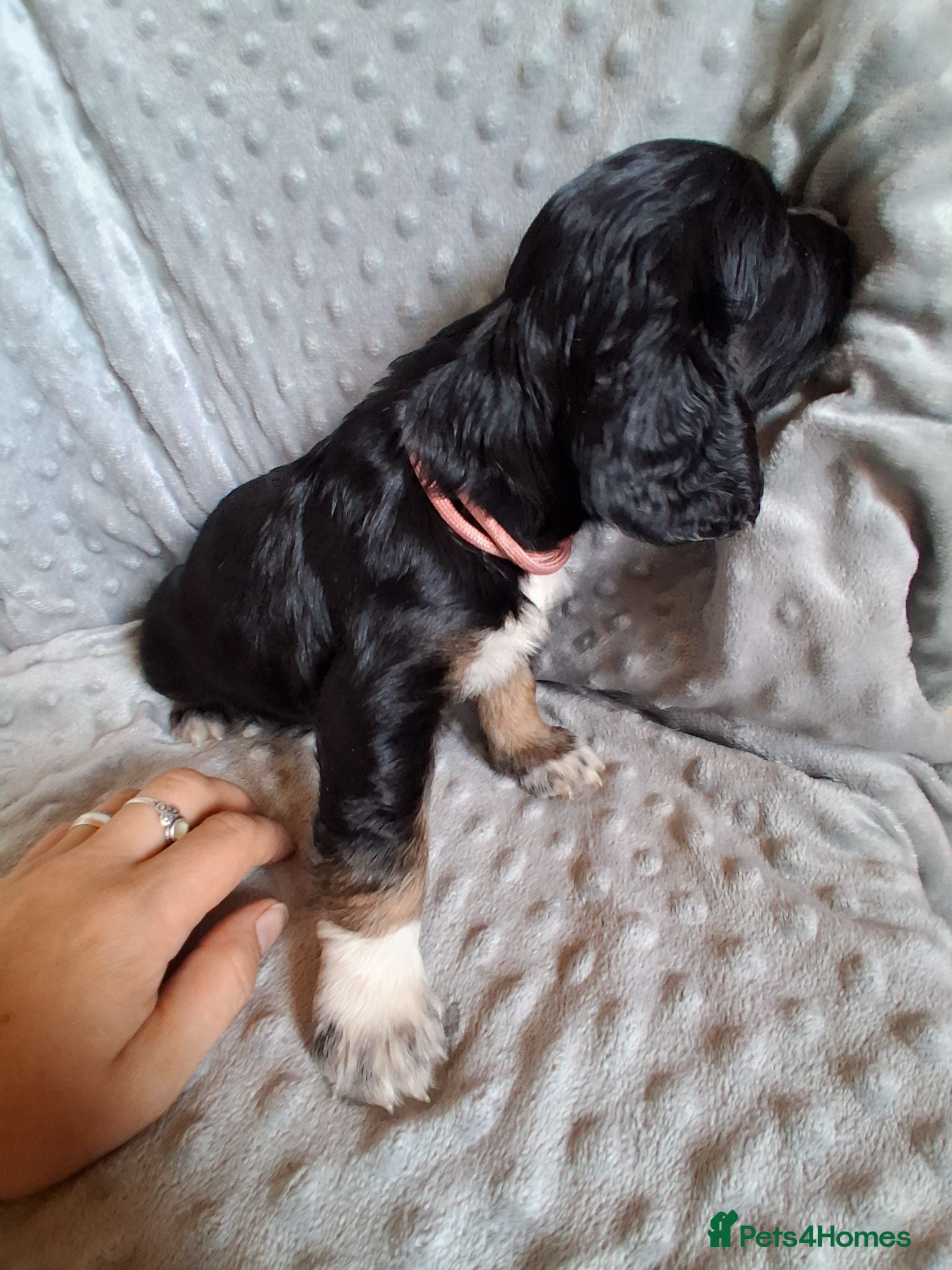 Cocker Spaniel dogs 6 stunning working cocker spaniels - Advert 8