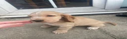 Cocker Spaniel dogs for sale: Show type KC reg puppies for sale.  - Advert 12