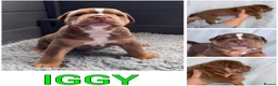 Olde English Bulldogge dogs for sale: Champion Sired Health Tested OEB puppies - Advert 38